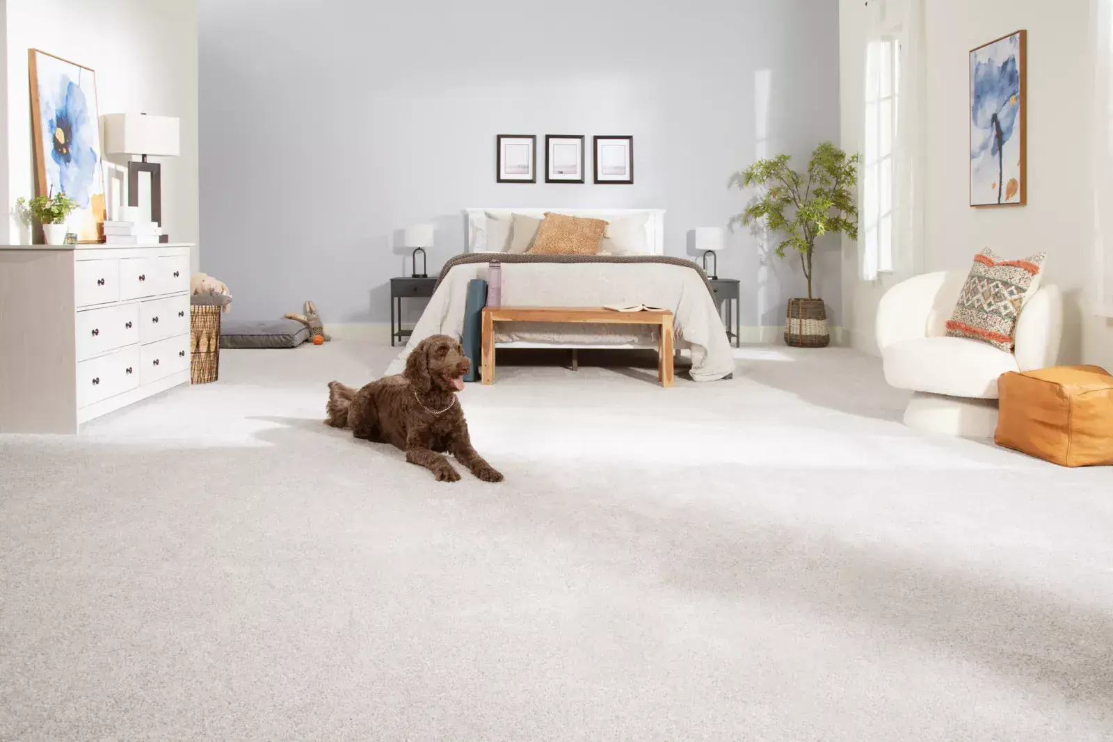 Pet-Friendly Carpet